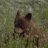 Baby_Bear