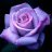 Lilrose