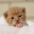Little_Kit