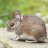 Grape_The_Inch_Mouse