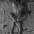 Doros_DukeOfSlutshire