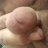wood1