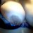 Snowy2276