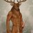 forestboy69er