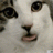 IWank2Anything