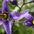 SeekingNightshade