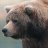 BigBurlyBear