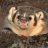 Hornybadger