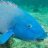 Bluefish