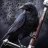 Raven56