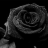 BIackRose