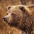 Grizzlee