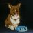 Corgidoctor