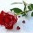 Snowrose