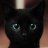 Cassie_the_Kitten