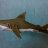 OrigamiShark