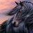 Black_Stallion