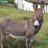 DonkeyDickDon