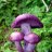 ThePurpleMushroom