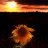 SunflowerShadows