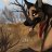 LukeWolf_1
