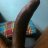 Bigdick9inch69