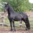 horseforlady