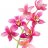 ChinaFlower26