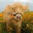 baby_cow