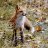 FoxyWolf