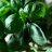 BisexualBasil