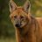 manedwolf